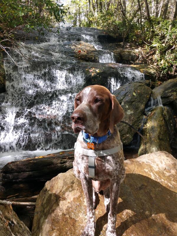 /Images/uploads/Southeast German Shorthaired Pointer Rescue/segspcalendarcontest2018/entries/9035thumb.jpg